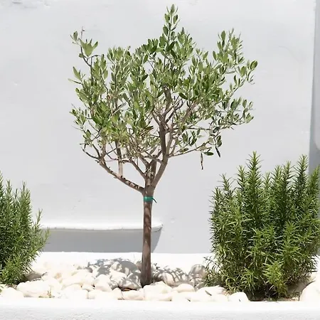 Swell S9 New In Daire